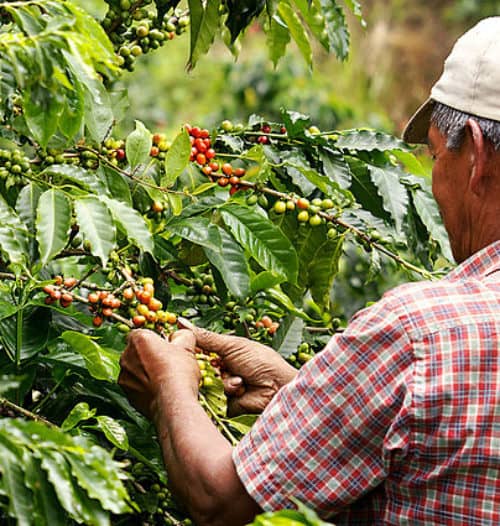 die tränen der Kaffeebauern